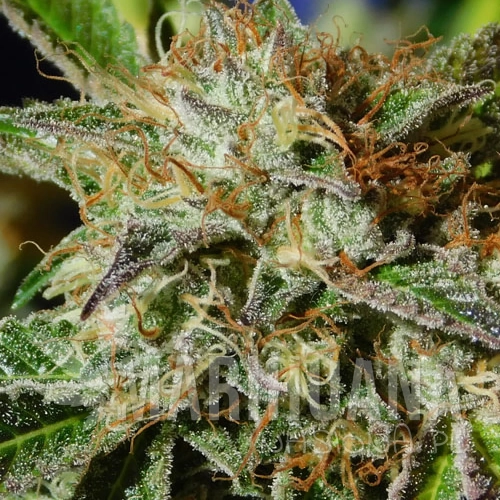Auto Ghost Cookies.jpg