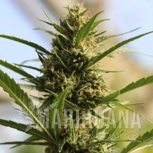 Cannaboom CBD + - Original Sensible Seeds
