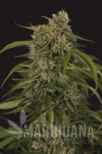 Sir Jack Auto CBD - EXOTIC SEED