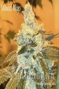Weed Nap - CANNARADO GENETICS
