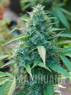 cariben-cannabiogen.jpg