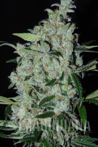 Purple Mexican - CANNABIOGEN