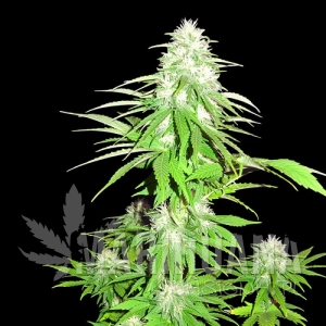 Zombie Haze - SUMO SEEDS