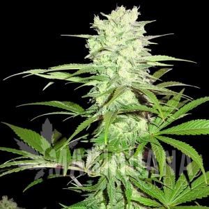 Thunderstruck - SUMO SEEDS