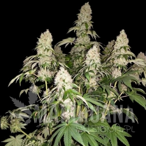 White Caramel Cookie - SUMO SEEDS