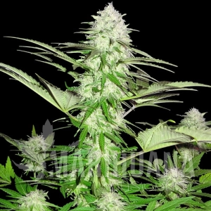 Sweet Harlem Diesel - SUMO SEEDS