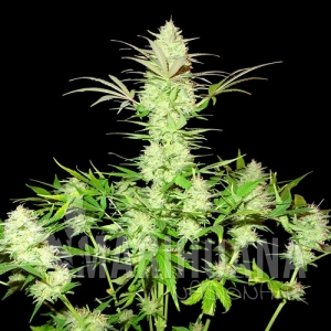 Ultimate AK - SUMO SEEDS