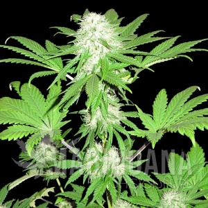 Sumos OG Kush - SUMO SEEDS
