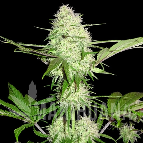 sms-silver-buddha-haze.jpg