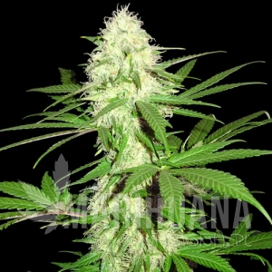 Sumos Big Bud - SUMO SEEDS