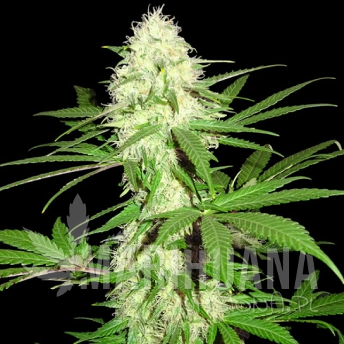 sms-big-bud.jpg