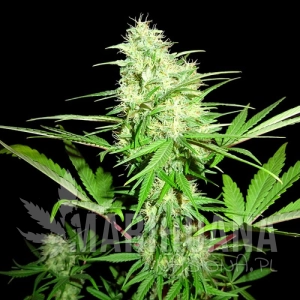 Honey Rock - SUMO SEEDS
