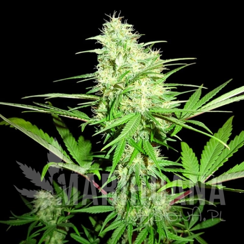 sms-honey-rock.jpg