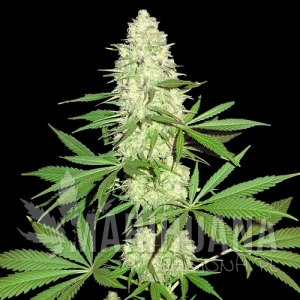 Maya Gold - SUMO SEEDS