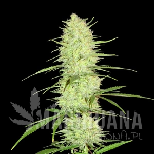 Cinderella's - SUMO SEEDS