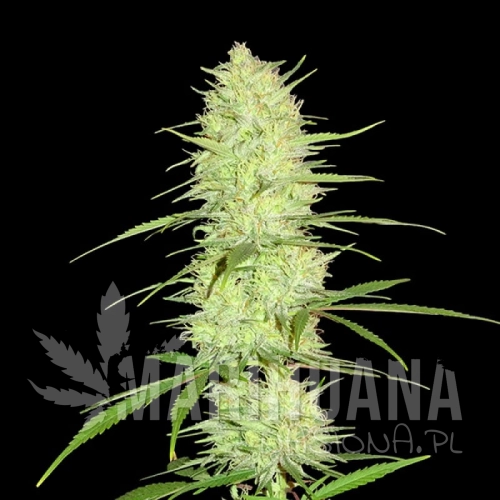 sms-cinderella-99.jpg