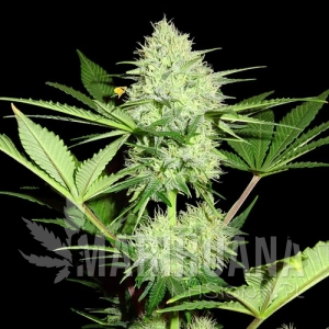 Berries&Cheese - SUMO SEEDS