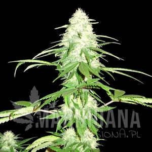 Green Mango - SUMO SEEDS