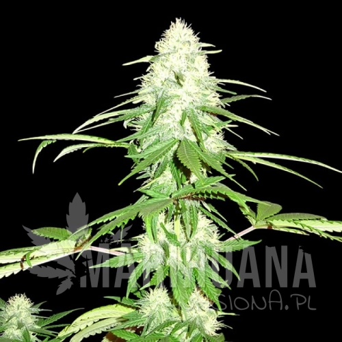 sms-green-mango.jpg
