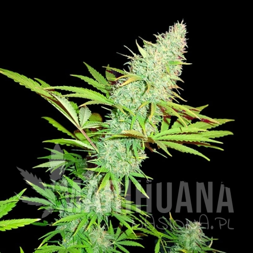 sms-cbd-kongs-kush.jpg