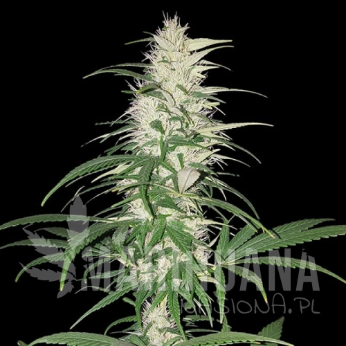 sms-cbd-cherry-kush.jpg