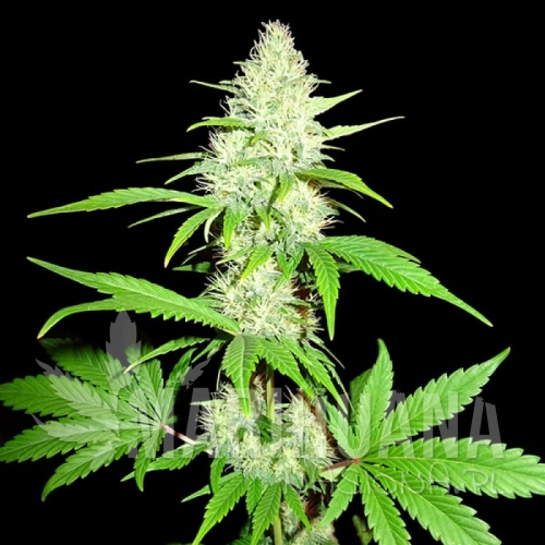 sms-amnesia-ganja-haze.jpg
