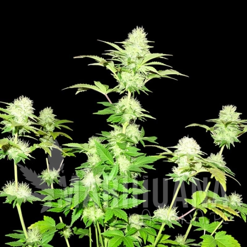 sms-white-widow-original.jpg