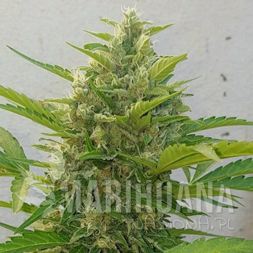 sms-deep-purple-haze-auto.jpg