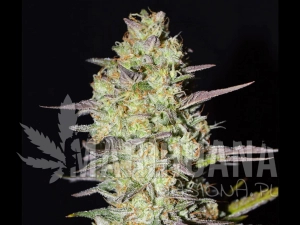 Loveless - GREENBUD SEEDS