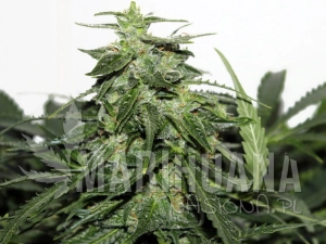 Explode Auto - GREENBUD SEEDS