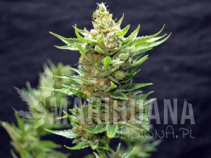 Snow Ripper - GREENBUD SEEDS