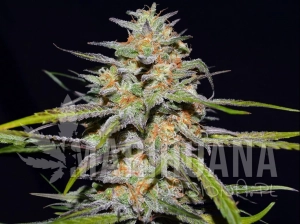Spitfire - GREENBUD SEEDS