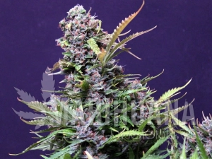 Budmaker Auto - GREENBUD SEEDS