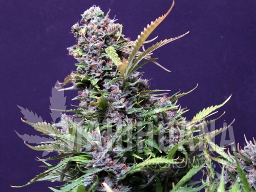 budmaker-auto-greenbud.jpg