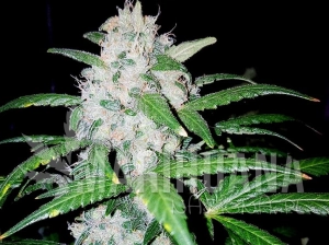 Choco Candy - GREENBUD SEEDS