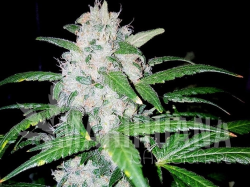 choco-candy-greenbud.jpg