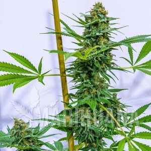 Apollo Xx - BROTHERS GRIMM SEEDS
