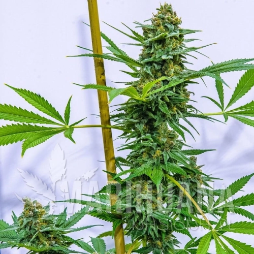 apollo-xx-brothers-grimm-seeds.jpg