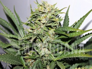 Blackout Express Auto - GREENBUD SEEDS
