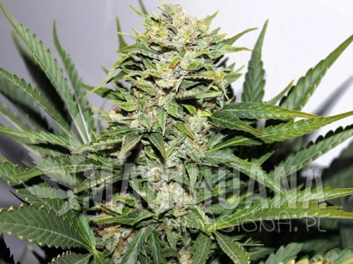 black-out-express-auto-greenbud.jpg