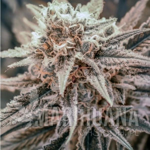 Killer Queen Xx - BROTHERS GRIMM SEEDS