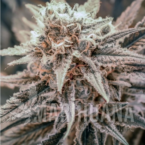BGS0017-killer-queen-xx.jpg