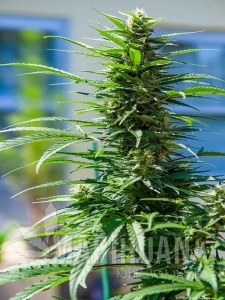 Rosetta Stone Xx - BROTHERS GRIMM SEEDS