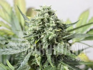 Afghan Storm Auto - GREENBUD SEEDS