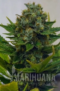 Cinderella Xx - BROTHERS GRIMM SEEDS