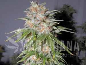 Lemon Pie Auto - GREENBUD SEEDS