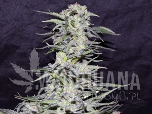 Jawbreaker 47 - GREENBUD SEEDS