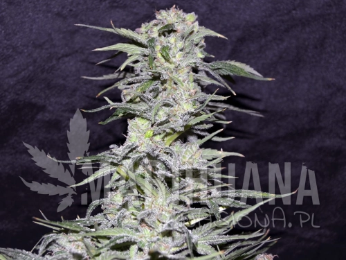 jawbreaker-47-greenbud.jpg