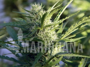 Lemon Pie - GREENBUD SEEDS