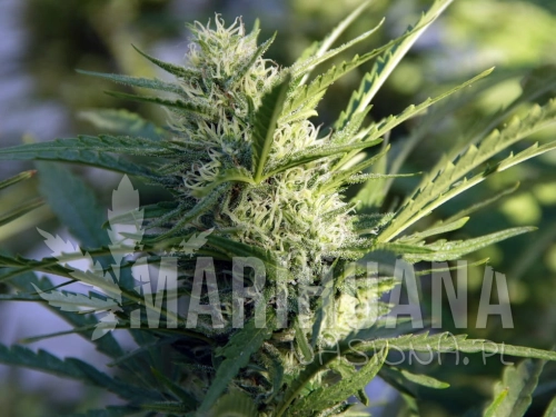 lemon-pie-greenbud.jpg